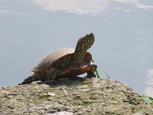 sea life shallow focus photo of brown turtle reptile